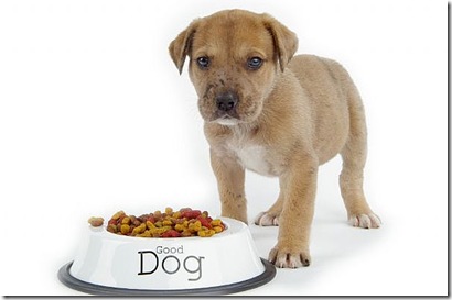 dog-food